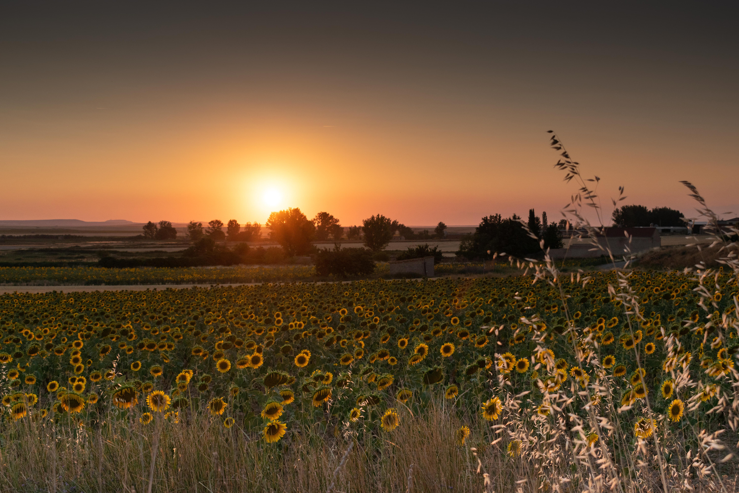 field of sunflowers with a sunset in the background